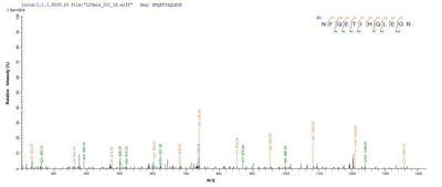 Based on the SEQUEST from database of E.coli host and target protein, the LC-MS/MS Analysis result of this product could indicate that this peptide derived from E.coli-expressed Homo sapiens (Human) TRAF6.Recombinant Human Tnf Receptor-Associated Factor 6 (TRAF6) Protein (His-SUMO)