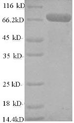 Greater than 90% as determined by SDS-PAGE.Recombinant Human Tnf Receptor-Associated Factor 6 (TRAF6) Protein (His-SUMO)