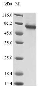Greater than 85% as determined by SDS-PAGE.Recombinant Human Tnf Receptor-Associated Factor 6 (TRAF6)