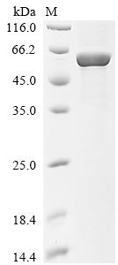 Greater than 85% as determined by SDS-PAGE.