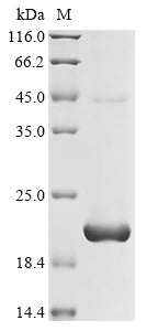 Greater than 85% as determined by SDS-PAGE.Recombinant Human T Cell Receptor Beta Constant 1 (TRBC1) Protein (His&Myc)
