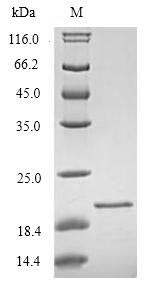 Greater than 90% as determined by SDS-PAGE.Recombinant Human Triggering Receptor Expressed On Myeloid Cells 2 (TREM2) Protein (His)