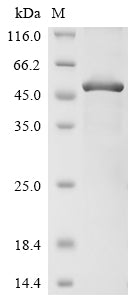 Greater than 85% as determined by SDS-PAGE.Recombinant Human Triggering Receptor Expressed On Myeloid Cells 2 (TREM2) Protein (His-GST&Myc)