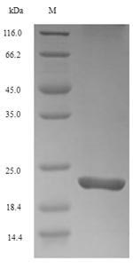 Greater than 90% as determined by SDS-PAGE.Recombinant Mouse Triggering Receptor Expressed On Myeloid Cells 2 (TREM2) Protein (His)
