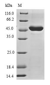 Greater than 90% as determined by SDS-PAGE.