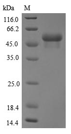 Greater than 85% as determined by SDS-PAGE.Recombinant Human E3 Ubiquitin-Protein Ligase Trim21 (TRIM21) Protein (His)