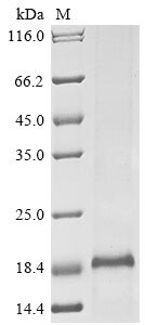 Greater than 85% as determined by SDS-PAGE.