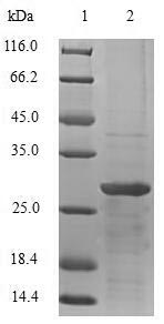 Greater than 90% as determined by SDS-PAGE.