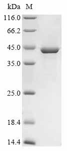 Greater than 90% as determined by SDS-PAGE.Recombinant Mouse Tsukushi (TSKU) Protein (His&Myc)