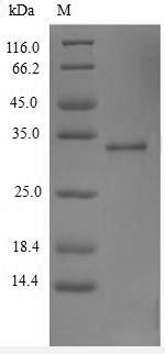 Greater than 90% as determined by SDS-PAGE.Recombinant Human Thymic Stromal Lymphopoietin (TSLP) Protein (His-SUMO)