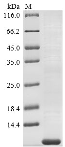 Greater than 85% as determined by SDS-PAGE.Recombinant Human Tetraspanin-2 (TSPAN2)
