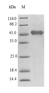 Greater than 90% as determined by SDS-PAGE.Recombinant Human Alpha-Tocopherol Transfer Protein (TTPA) Protein (His-SUMO)