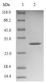 Greater than 90% as determined by SDS-PAGE.Recombinant Mouse Transthyretin (TTR) Protein (His-SUMO)