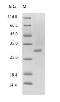 Greater than 90% as determined by SDS-PAGE.Recombinant Mouse Transthyretin (TTR) Protein (His-SUMO)