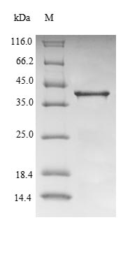 Greater than 90% as determined by SDS-PAGE.Recombinant Mouse Transthyretin (TTR) Protein (GST)