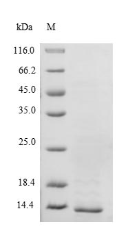 Greater than 90% as determined by SDS-PAGE.Recombinant Mouse Transthyretin (TTR)