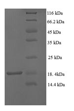 Greater than 90% as determined by SDS-PAGE.Recombinant Cynomolgus Monkey Transthyretin (TTR) Protein (His)