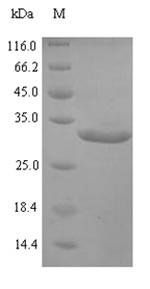 Greater than 90% as determined by SDS-PAGE.