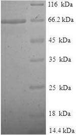 Greater than 90% as determined by SDS-PAGE.
