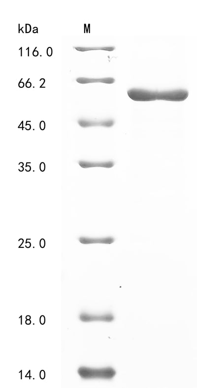 Greater than 85% as determined by SDS-PAGE.Recombinant Human Tubulin Beta-2A Chain (TUBB2A) Protein (His)
