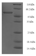 Greater than 90% as determined by SDS-PAGE.