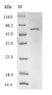 Greater than 85% as determined by SDS-PAGE.Recombinant Human Elongation Factor Tu, Mitochondrial (TUFM) Protein (His)
