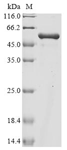 Greater than 90% as determined by SDS-PAGE.Recombinant Lactobacillus Reuteri Elongation Factor Tu (TUF) Protein (His&Myc)