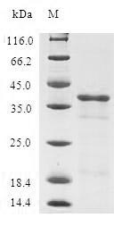 Greater than 90% as determined by SDS-PAGE.