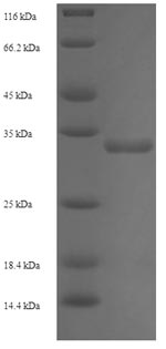 Greater than 90% as determined by SDS-PAGE.
