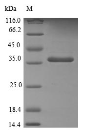 Greater than 90% as determined by SDS-PAGE.