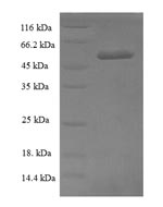 Greater than 90% as determined by SDS-PAGE.Recombinant Human Thioredoxin-Like Protein 1 (TXNL1) Protein (His-SUMO)