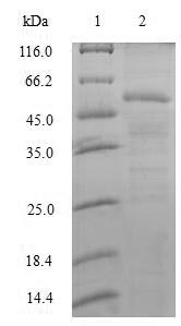 Greater than 90% as determined by SDS-PAGE.Recombinant Human Splicing Factor U2Af 35 Kda Subunit (U2AF1) Protein (GST)