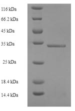 Greater than 90% as determined by SDS-PAGE.
