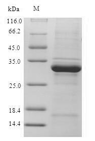 Greater than 90% as determined by SDS-PAGE.Recombinant Human Ubiquitin-Conjugating Enzyme E2 D3 (UBE2D3) Protein (His-SUMO)