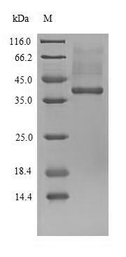 Greater than 90% as determined by SDS-PAGE.
