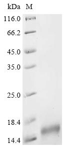 Greater than 90% as determined by SDS-PAGE.Recombinant Mouse E3 Ubiquitin-Protein Ligase Ubr1 (UBR1) Protein (His&His)