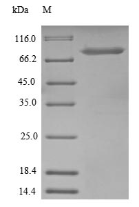 Greater than 85% as determined by SDS-PAGE.Recombinant Human Nucleolar Transcription Factor 1 (UBTF) Protein (His-SUMO)