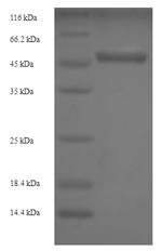 Greater than 90% as determined by SDS-PAGE.