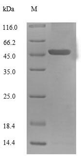 Greater than 90% as determined by SDS-PAGE.Recombinant Human Mitochondrial Brown Fat Uncoupling Protein 1 (UCP1) Protein (His-SUMO)