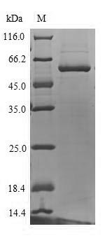 Greater than 90% as determined by SDS-PAGE.Recombinant Human Udp-Glucuronosyltransferase 1A4 (UGT1A4) Protein (His)