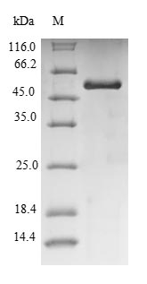 Greater than 90% as determined by SDS-PAGE.Recombinant Pig Uricase (UOX) Protein (His-SUMO)
