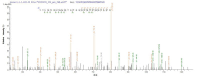 Based on the SEQUEST from database of E.coli host and target protein, the LC-MS/MS Analysis result of this product could indicate that this peptide derived from E.coli-expressed Mus musculus (Mouse) Upk2.Recombinant Mouse Uroplakin-2 (UPK2) Protein (His-GST)