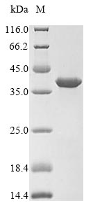 Greater than 90% as determined by SDS-PAGE.Recombinant Mouse Uroplakin-2 (UPK2) Protein (His-GST)