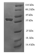 Greater than 90% as determined by SDS-PAGE.