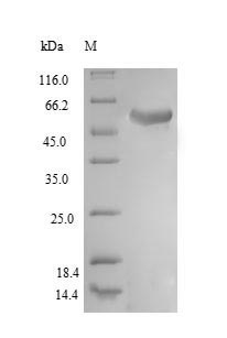 Greater than 90% as determined by SDS-PAGE.Recombinant Human Ubiquitin Carboxyl-Terminal Hydrolase 14 (USP14) Protein (His)
