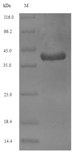 Greater than 90% as determined by SDS-PAGE.