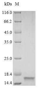 Greater than 85% as determined by SDS-PAGE.Recombinant Rat Vesicle-Associated Membrane Protein 2 (VAMP2) Protein (His)