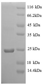 Greater than 90% as determined by SDS-PAGE.