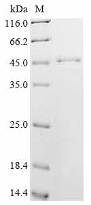 Greater than 85% as determined by SDS-PAGE.Recombinant Mouse Vasodilator-Stimulated Phosphoprotein (VASP) Protein (His)