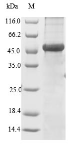 Greater than 85% as determined by SDS-PAGE.Recombinant Human Versican Core Protein (VCAN) Protein (His-B2M&Myc)